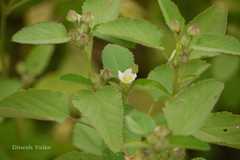 Sida spinosa